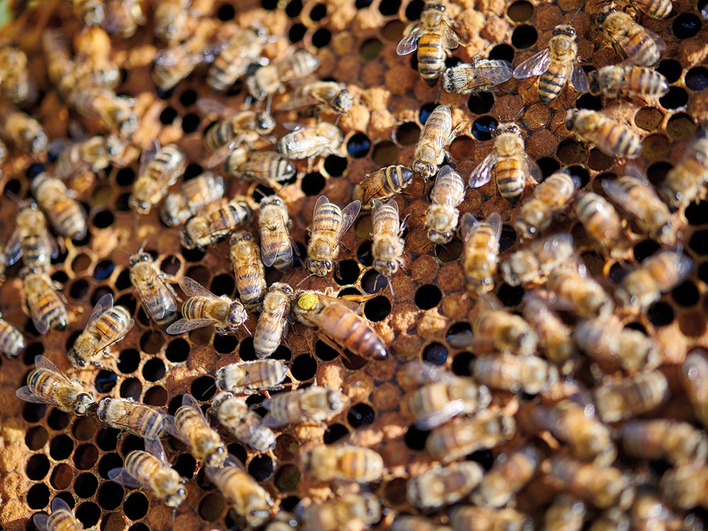 bienen-freunde | Bienen mit Königen auf Brutwabe